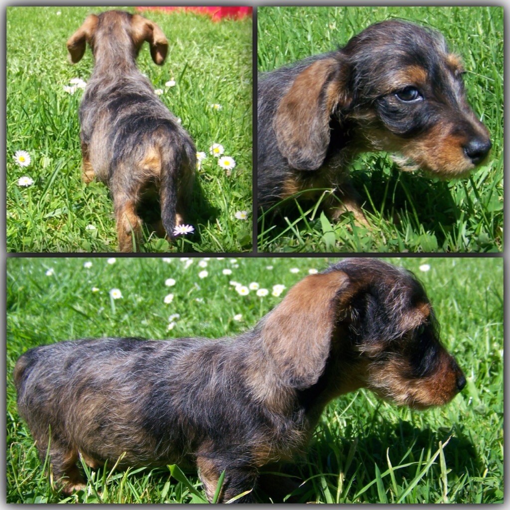 Chiot Elevage Du logis de beaumanoir eleveur de chiens Teckel poil dur