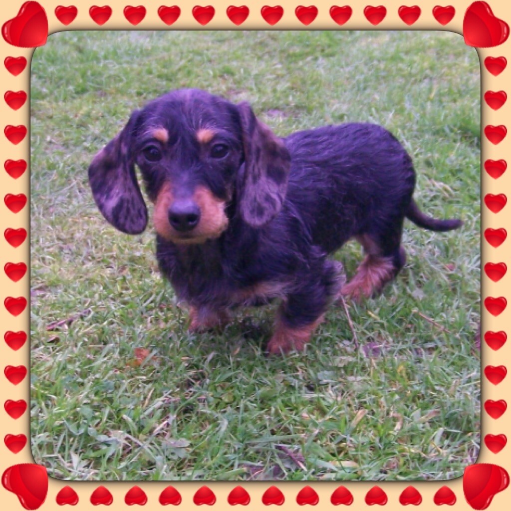 chiot Teckel poil dur Du logis de beaumanoir