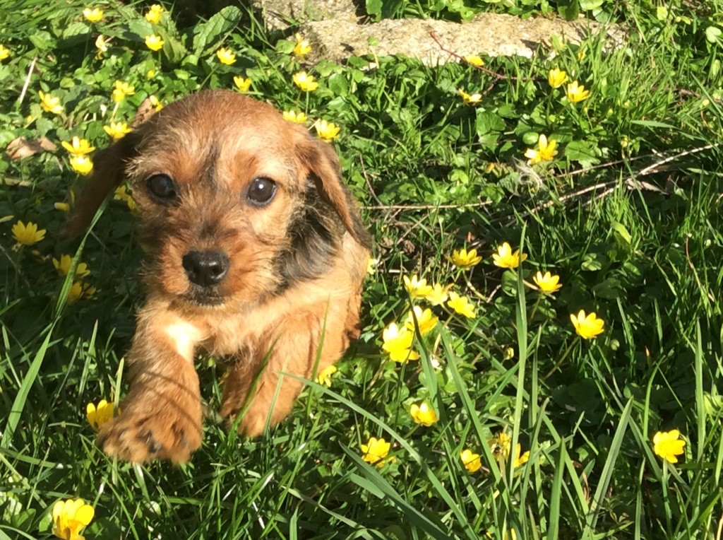 chiot Teckel poil dur Du logis de beaumanoir