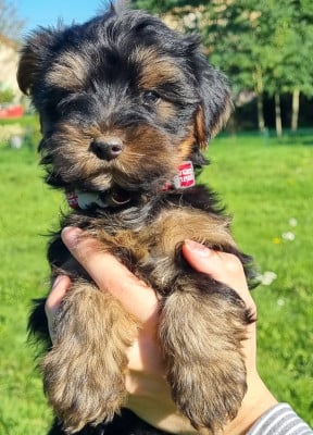 Les chiots de Yorkshire Terrier