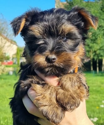 Les chiots de Yorkshire Terrier