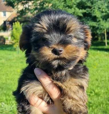 Les chiots de Yorkshire Terrier
