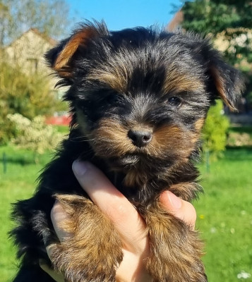 Les chiots de Yorkshire Terrier