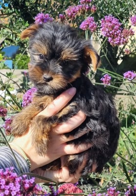 Les chiots de Yorkshire Terrier