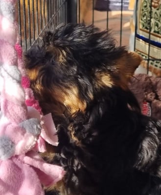 Les chiots de Yorkshire Terrier