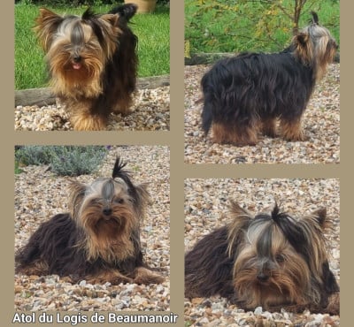 Les chiots de Yorkshire Terrier