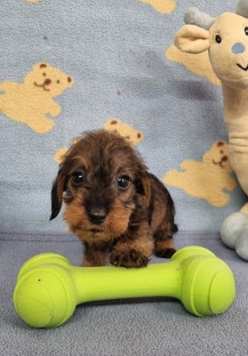 Les chiots de Teckel poil dur