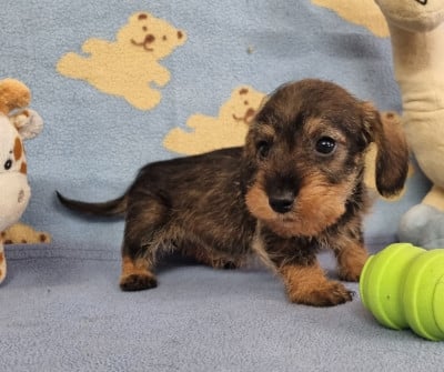 Les chiots de Teckel poil dur