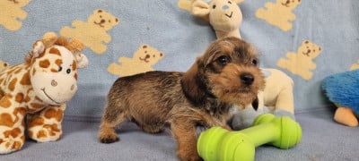 Les chiots de Teckel poil dur