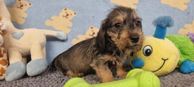 Les chiots de Teckel poil dur