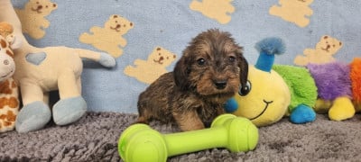 Les chiots de Teckel poil dur