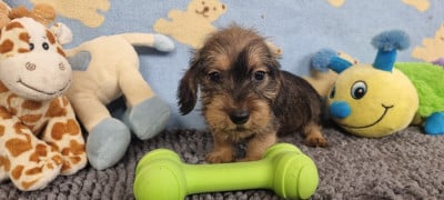 Les chiots de Teckel poil dur