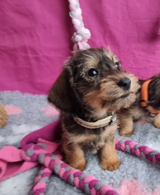 Les chiots de Teckel poil dur