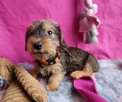 Les chiots de Teckel poil dur