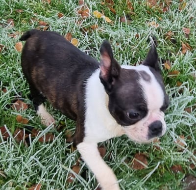 Les chiots de Boston Terrier