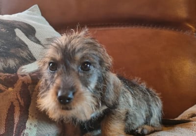 Les chiots de Teckel poil dur