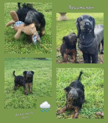 Les chiots de Yorkshire Terrier