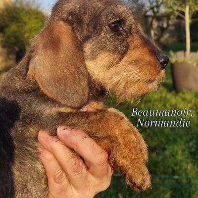 Les chiots de Teckel poil dur