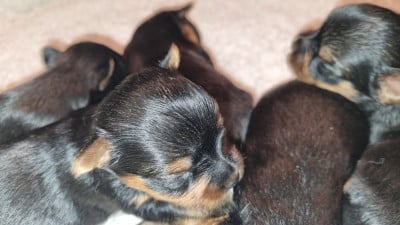 Les chiots de Yorkshire Terrier
