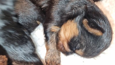 Les chiots de Yorkshire Terrier