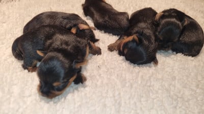 Les chiots de Yorkshire Terrier