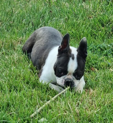 Les chiots de Boston Terrier