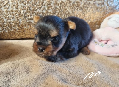 Les chiots de Yorkshire Terrier