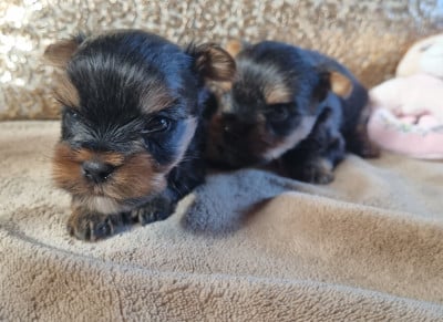 Les chiots de Yorkshire Terrier