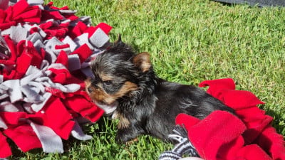Les chiots de Yorkshire Terrier