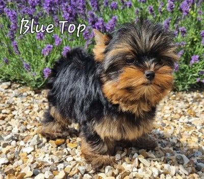 Les chiots de Yorkshire Terrier
