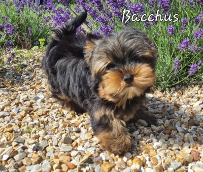 Les chiots de Yorkshire Terrier