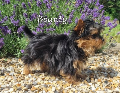 Les chiots de Yorkshire Terrier