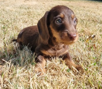 Les chiots de Teckel poil dur