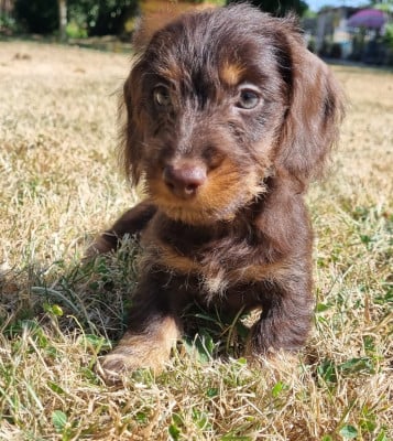 Les chiots de Teckel poil dur
