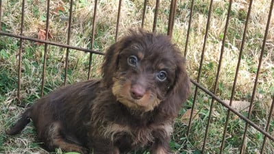 Les chiots de Teckel poil dur
