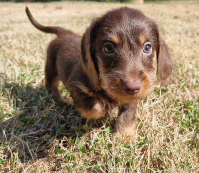 Les chiots de Teckel poil dur