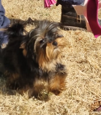 Les chiots de Yorkshire Terrier