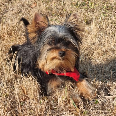 Les chiots de Yorkshire Terrier