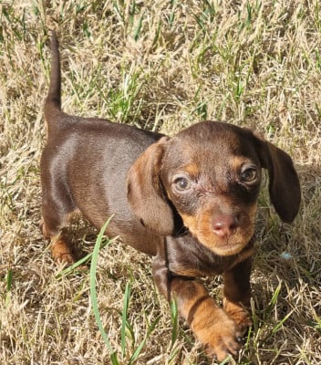 Les chiots de Teckel poil dur