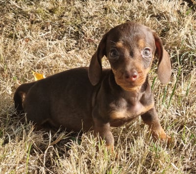 Les chiots de Teckel poil dur