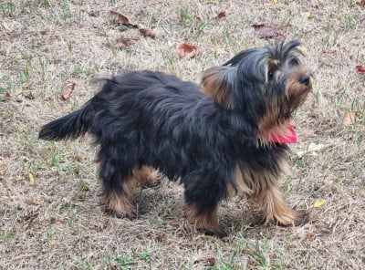 Les chiots de Yorkshire Terrier