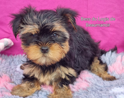 Les chiots de Yorkshire Terrier