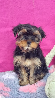 Les chiots de Yorkshire Terrier