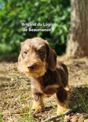 Brigand - Nain poil dur chocolat - Teckel poil dur