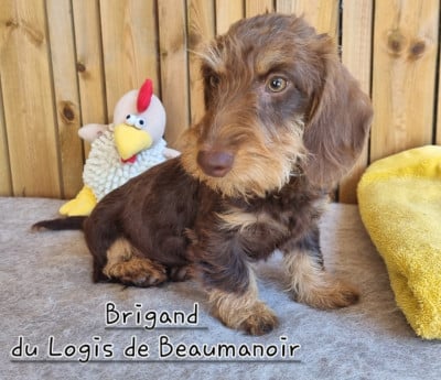 Les chiots de Teckel poil dur