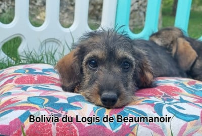 Les chiots de Teckel poil dur