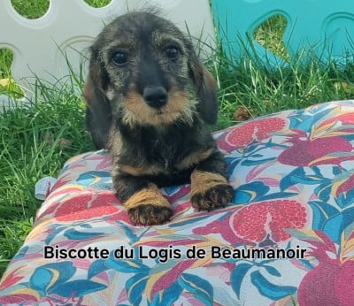 Les chiots de Teckel poil dur