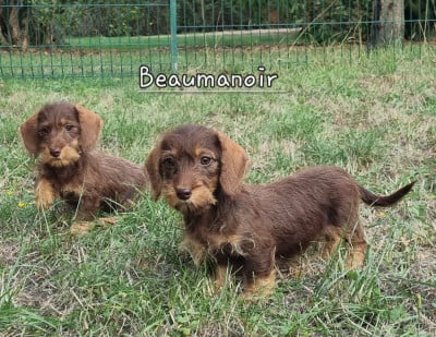 Les chiots de Teckel poil dur