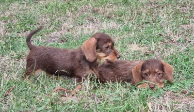 Les chiots de Teckel poil dur