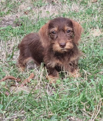 Les chiots de Teckel poil dur